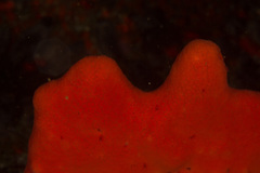 Clathria dayi