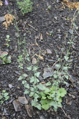 Nepeta teucriifolia daghestanica