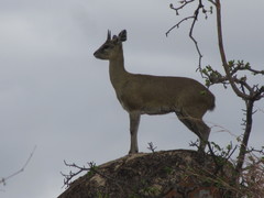Oreotragus oreotragus transvaalensis