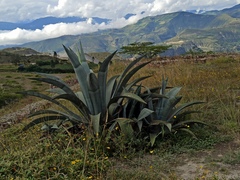 Agave cordillerensis