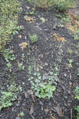 Nepeta teucriifolia daghestanica