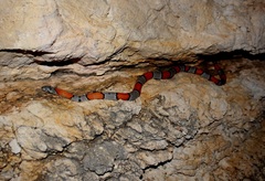 Lampropeltis alterna