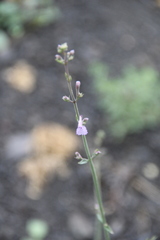 Nepeta teucriifolia daghestanica