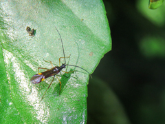 Monalonion schaefferi