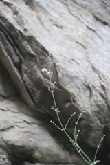Nepeta teucriifolia daghestanica