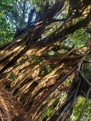 Ficus