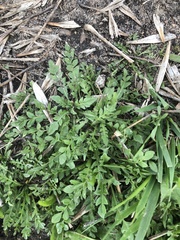 Capsella bursa-pastoris