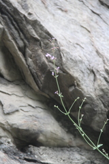 Nepeta teucriifolia daghestanica