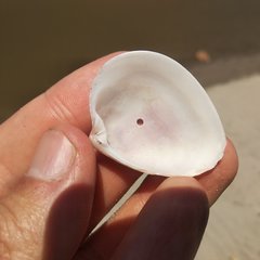 Hysteroconcha rosea