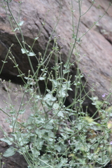 Nepeta teucriifolia daghestanica