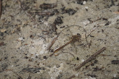 Phanogomphus minutus