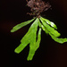 Strap Fern - Photo (c) Mike Lusk, some rights reserved (CC BY-NC), uploaded by Mike Lusk