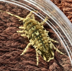Synidotea laticauda