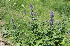 Nepeta grandiflora