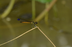 Libellago andamanensis