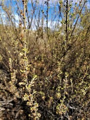 Leucophyllum laevigatum