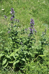 Nepeta grandiflora