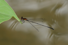 Prodasineura verticalis