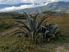 Agave cordillerensis