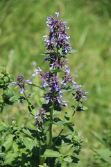 Nepeta grandiflora