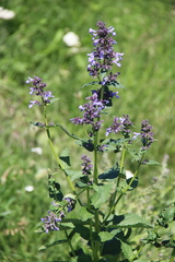 Nepeta grandiflora
