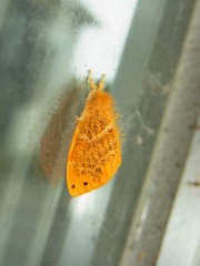 Arna pseudoconspersa