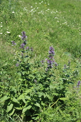 Nepeta grandiflora