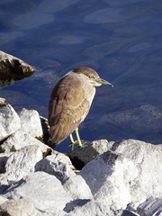 Nycticorax nycticorax