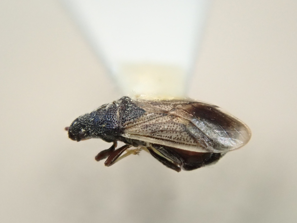 Crophius disconotus