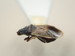 Crophius disconotus