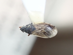 Crophius disconotus