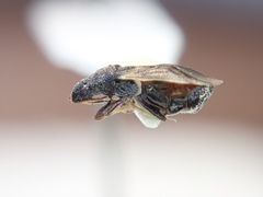 Crophius disconotus