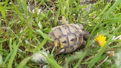 Testudo graeca ibera