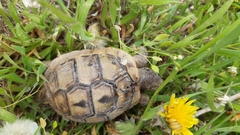 Testudo graeca ibera