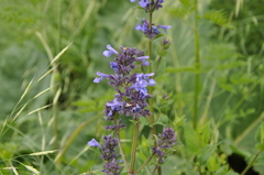 Nepeta grandiflora