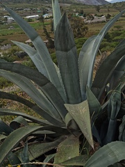 Agave cordillerensis
