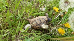 Testudo graeca ibera