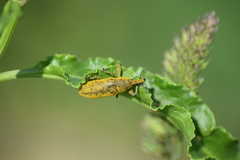Lixus bardanae
