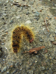 Phalera flavescens