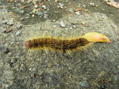 Phalera flavescens
