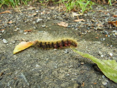 Phalera flavescens