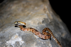 Bogertophis subocularis subocularis