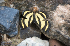 Baeotis staudingeri