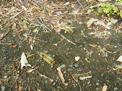 Phalera flavescens