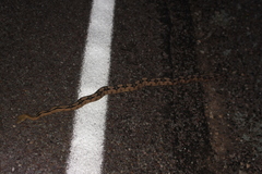 Bogertophis subocularis subocularis