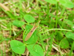 Leptocorisa chinensis