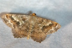 Macaria distribuaria