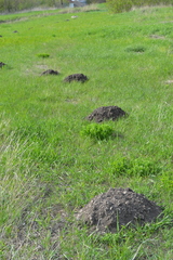 Spalax microphthalmus