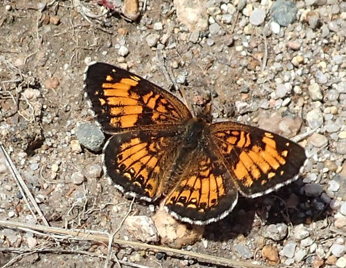 Harris's Checkerspot photo 6