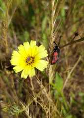 Zygaena sarpedon